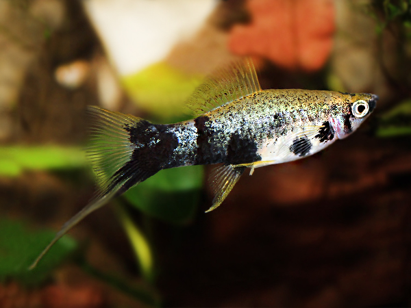 marble swordtail